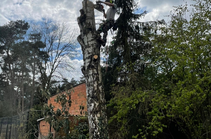 Ecologische velling berk