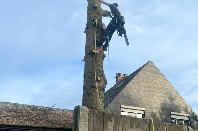 Demonteren boom