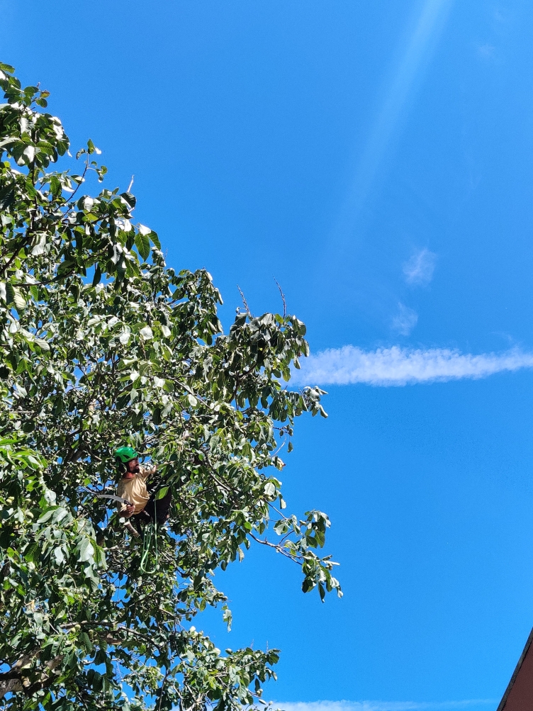 Notenboom snoeien