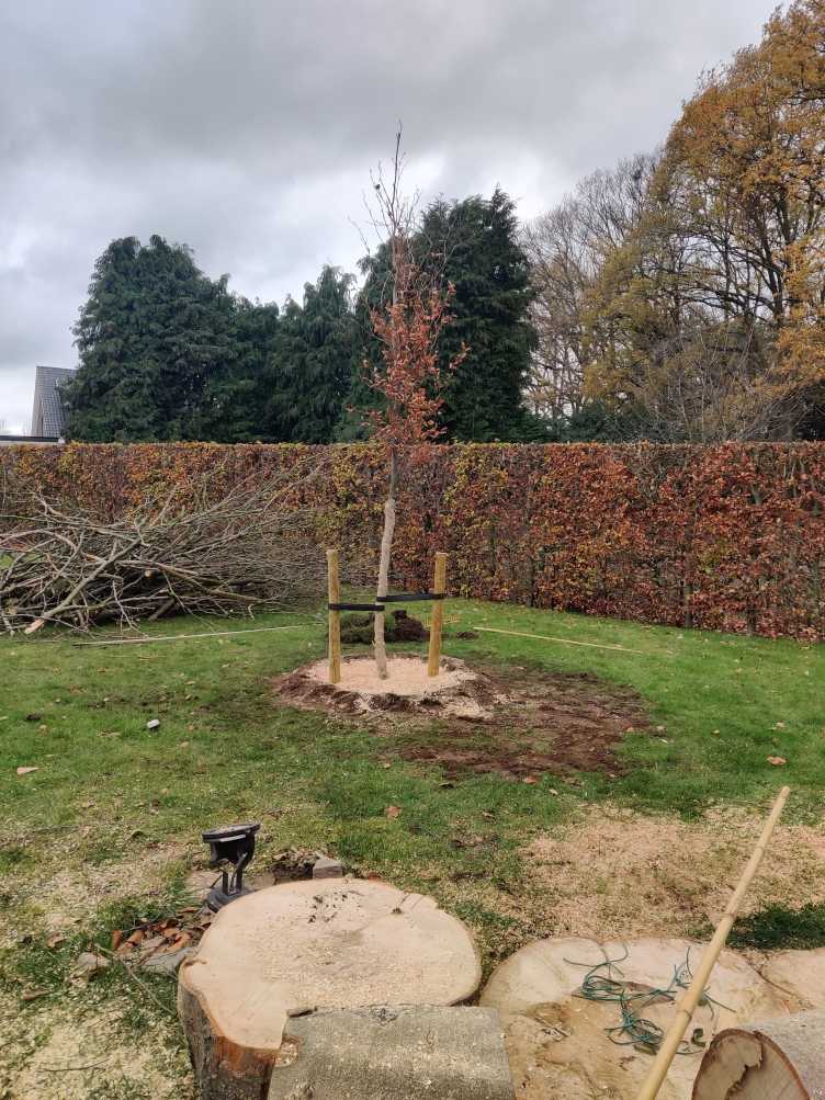 Aanplanten van bomen