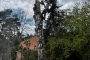 Ecologische velling berk