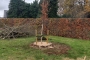 Aanplanten van bomen